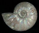 Silver Iridescent Ammonite - Madagascar #5354-1